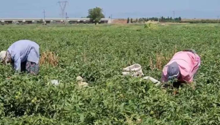 Bursa’daki Mevsimlik Tarım İşçilerinin Zorlu Koşulları