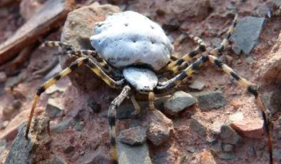 Gümüşhane’de Argiope Lobata Örümceği ile Karşılaşma ve Özellikleri