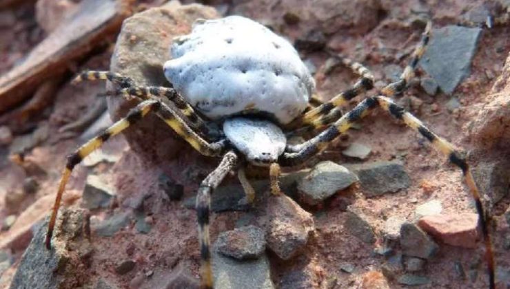 Gümüşhane’de Argiope Lobata Örümceği ile Karşılaşma ve Özellikleri