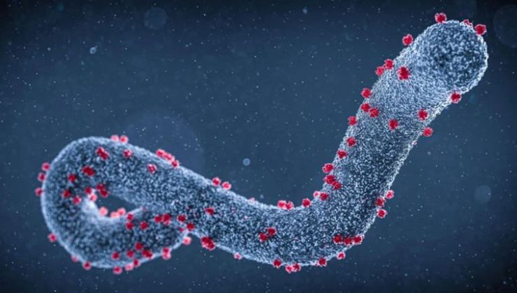 Marburg Virüsü: Belirtileri, Bulaşma Yolları ve Kontrol Önlemleri