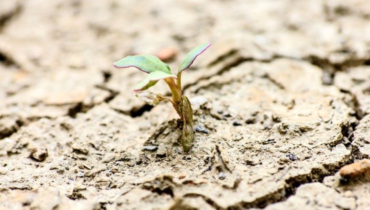 Mars’ta bile canlı kalabilen dünyanın en dayanıklı bitkileri