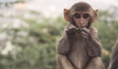 Maymun B Virüsü (Monkey B Virus) Nedir?