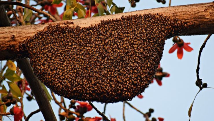 Propolisin Faydaları ve Kullanımı