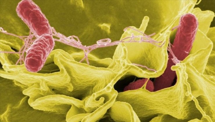 Salmonella Nedir? Bulaşma Yolları ve Belirtileri